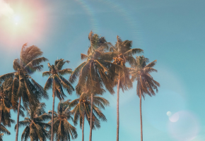 Palm trees